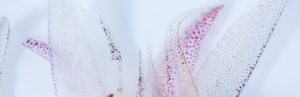 Close-up of arms of the longfin inshore squid (Doryteuthis pealeii)