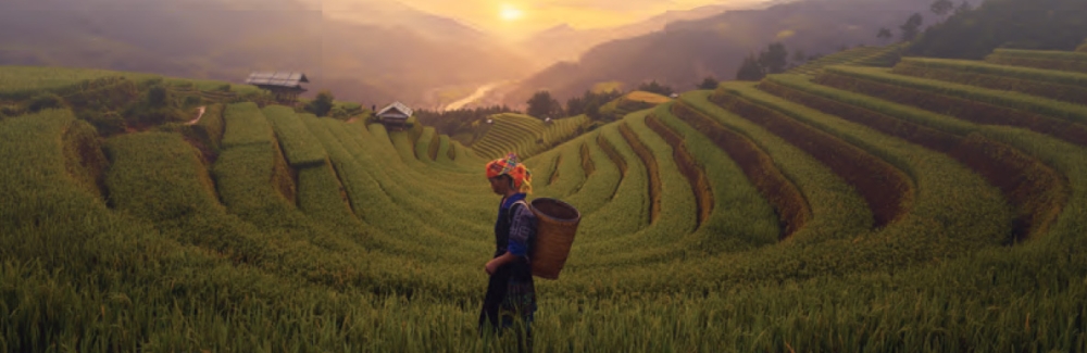 woman in rice field