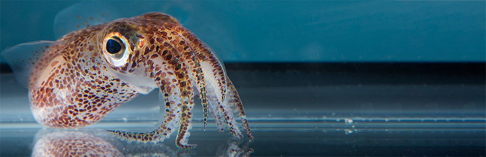 The Hawaiian bobtail squid (Euprymna scolopes)