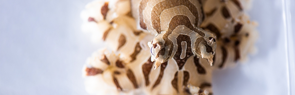 Lesser Pacific Striped Octopus