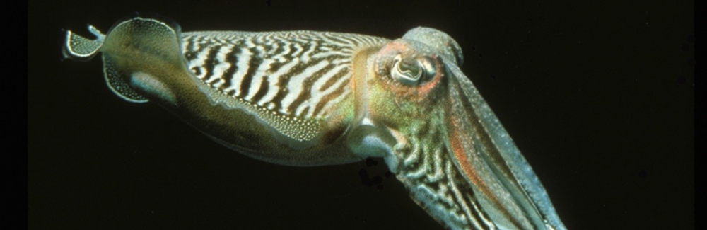 cuttlefish