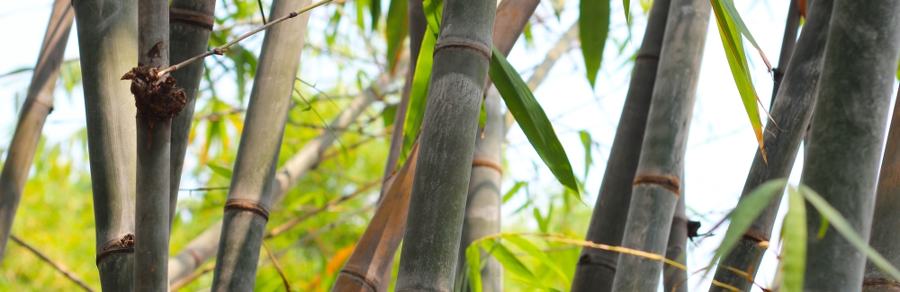 Green bamboo shoots