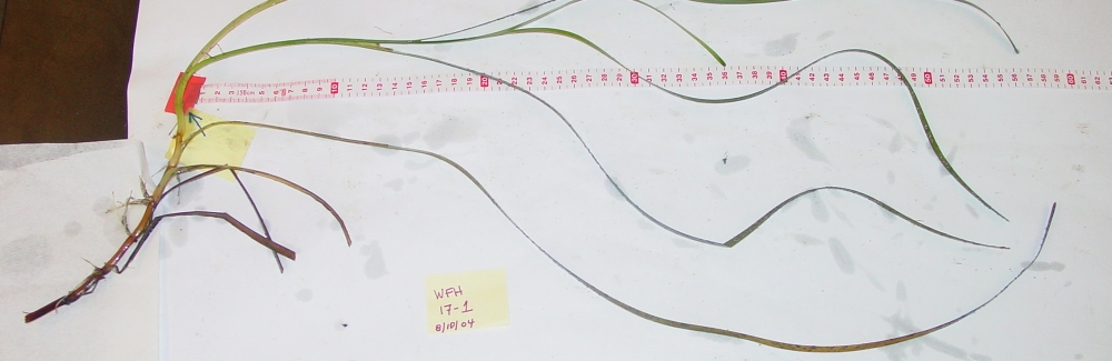 Seagrass sample from West Falmouth Harbor laid out in the lab for morphometric measurements.