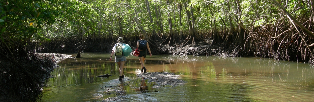 MBL Ecosystems Center scientists Anne Giblin and Sophia Fox working in a mangrove estuary in Panama several years ago.