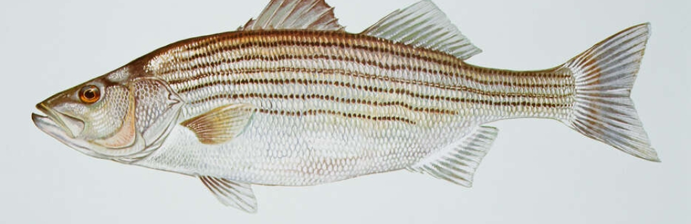 Striped bass (Morone saxatilis)  Credit US Fish and Wildlife Service, cc-publicdomain.jpg