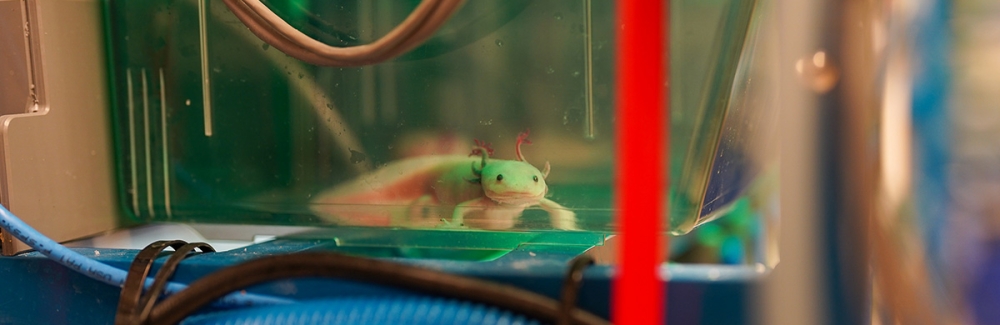 An axolotl in a tank in the Echeverri Lab at the MBL. 