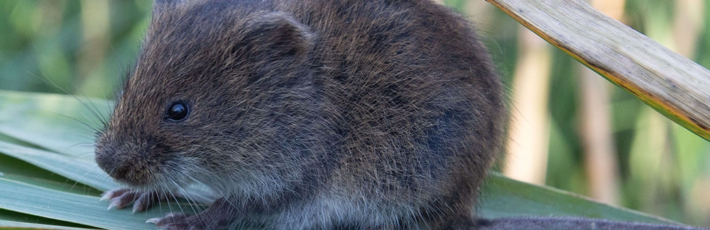 tundra vole