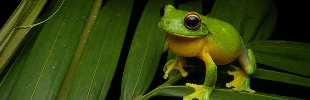 red eyed tree frog