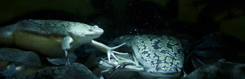 Frogs in the National Xenopus Resource at MBL.