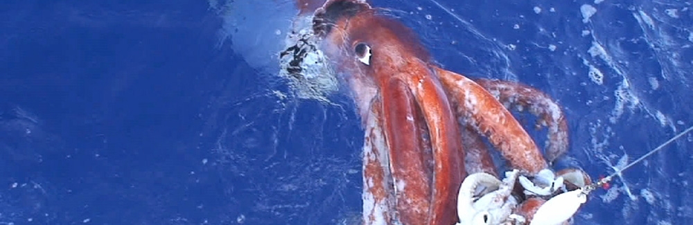 A live giant squid (Architeuthis dux) is hauled to the surface on a baited hook in Japan.