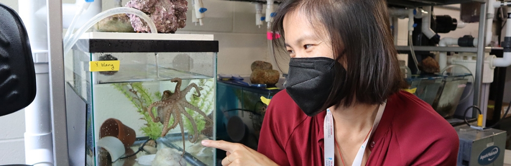 Grass Fellow Z. Yan Wang visits an active California two-spot octopus (O. bimaculoides) in the MBL's Marine Resources Center.