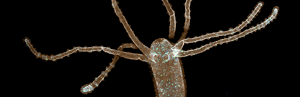 Muscles (sepia) and the nerve net (blue and green) are tagged in this hydra image.