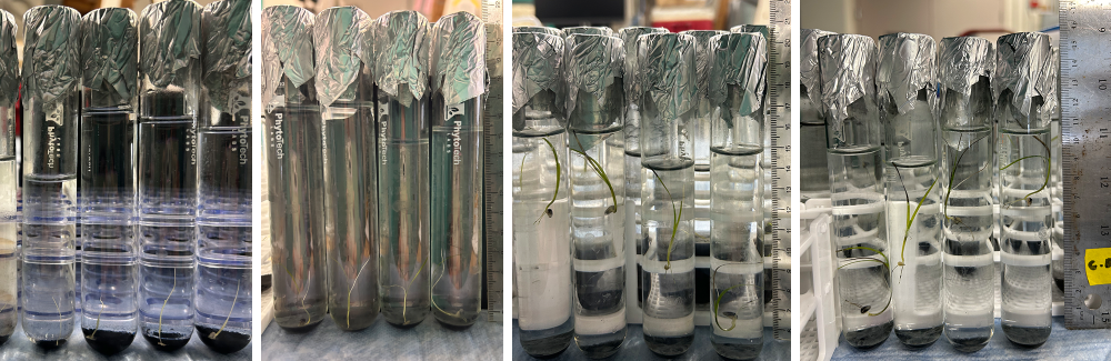 Seagrass seedling tissue cultures first four weeks after germination (photos by Saophea Chhon).