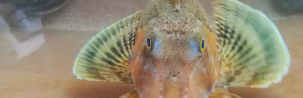 Close-up of a sea robin. 