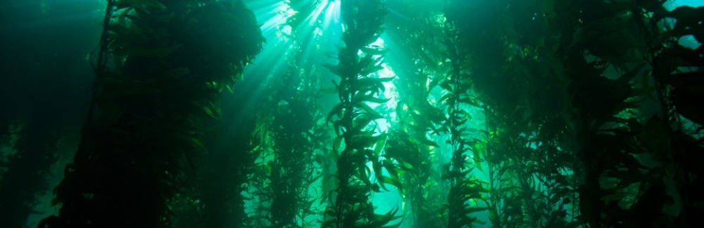 An underwater kelp forest