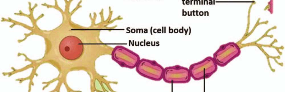 nerve cell structure