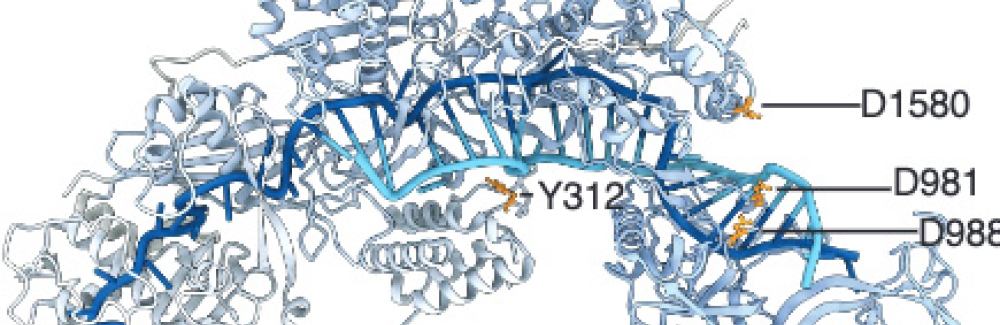 The bacterial protein DisCas7-11  Credit  Omar Abudayyeh.jpg