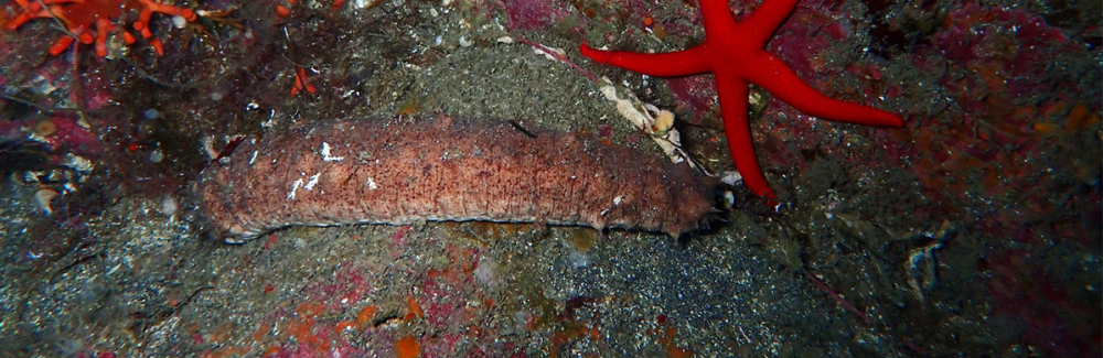 The sea cucumber Holothuria tubulosa.