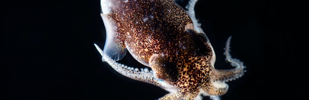 A hummingbird bobtail squid