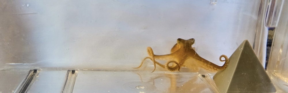 A California two-spot octopus uses an arm to touch an object in a tank.