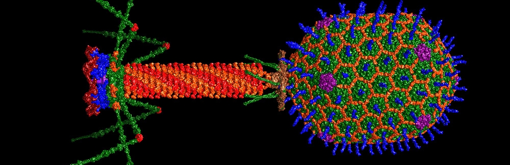 bacteriophage