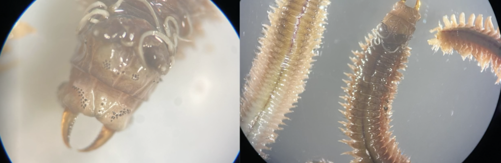 two microscopy shots side by side of worms under a microscope