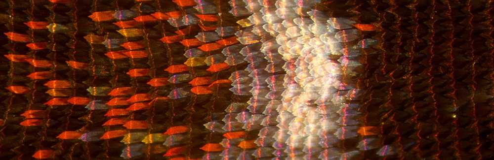 morpho scales