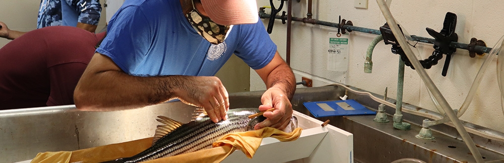 fish tagging