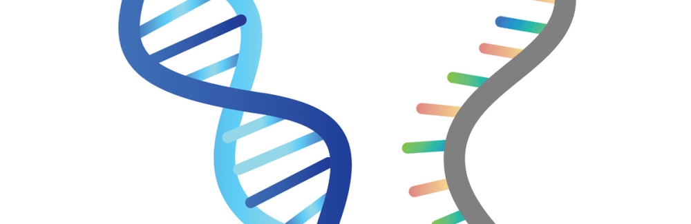 DNA and RNA