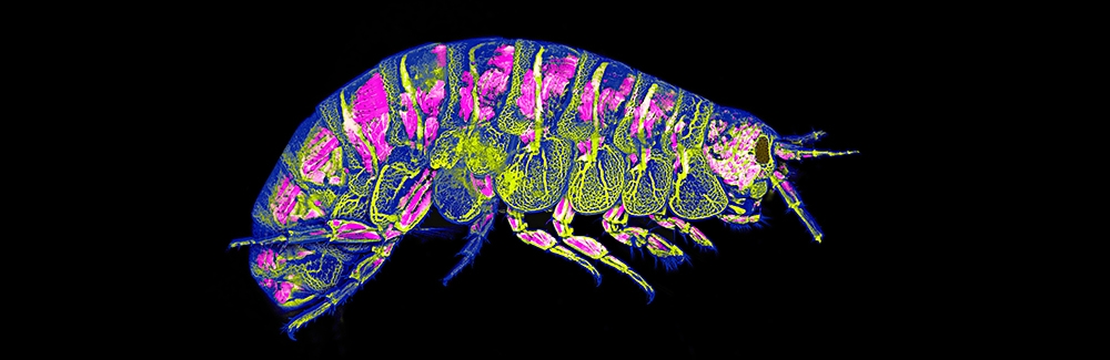 Adult amphipod, Parhyale hawaiensis. Pink – DsRed expression in muscle. Yellow – FITC dextran injected into hemolymph to visualize the circulatory system. Blue – autofluorescence of cuticle.