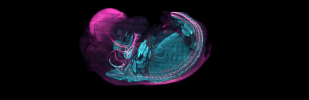 A screenshot of a microscopy image of a cleared mouse embryo on a black background. Imaged at the MBL