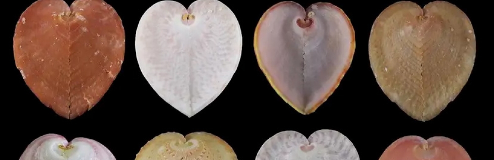 heart cockles