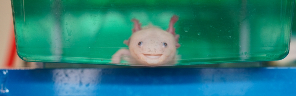 An axolotl in the Karen Echeverri lab at MBL. Axolotls are excellent research organisms for studying regeneration and wound healing. Credit: Christian Selden