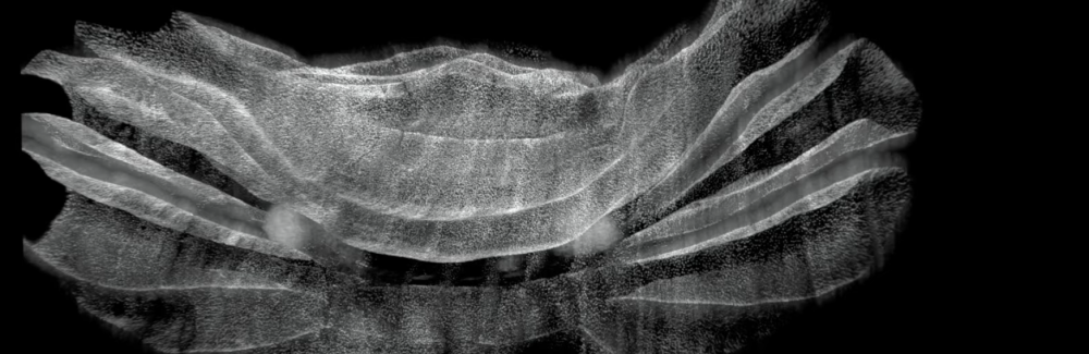 screenshot of a microscopy video of a cleared mouse cerebellum, labeled for a specific type of neurons.