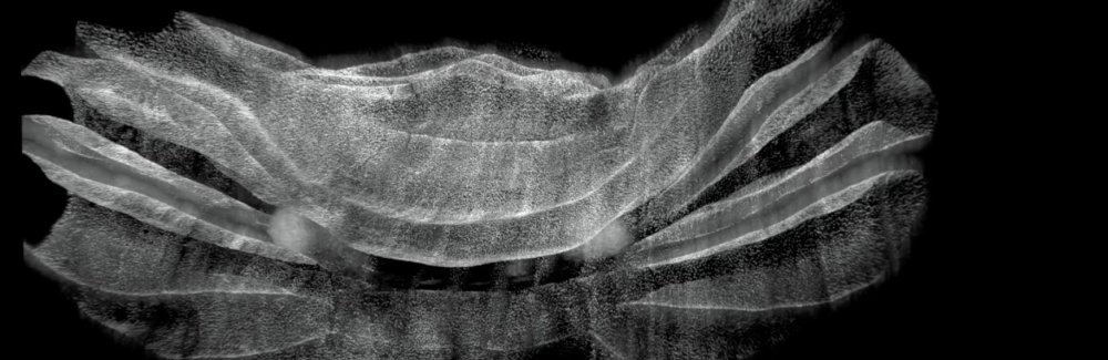 screenshot of a microscopy video of a cleared mouse cerebellum, labeled for a specific type of neurons. 