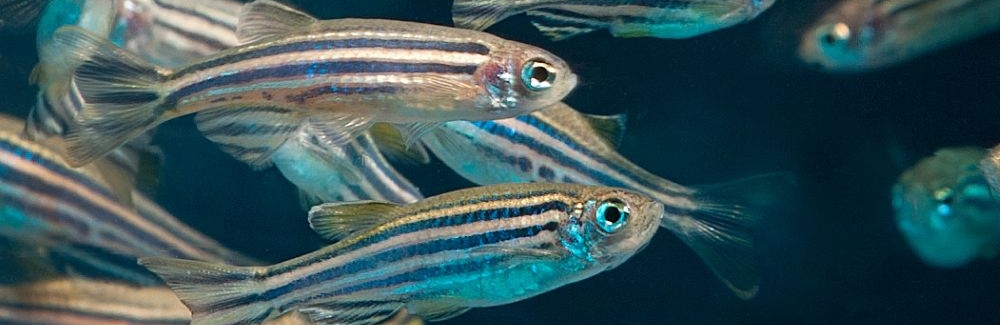 Zebrafish. Credit: Lynn Ketchum 