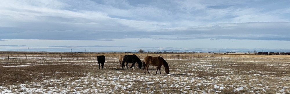 alberta prairie