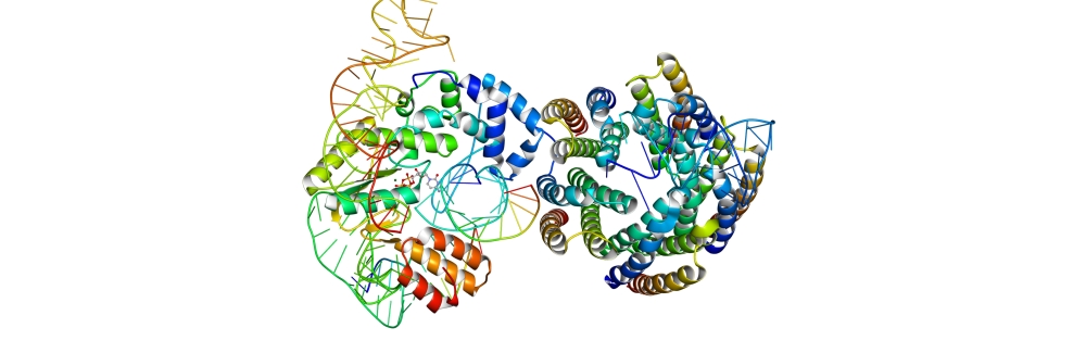 A ribonucleoprotein (a structure made of RNA and protein) within a diversity-generating retroelement (DGR). DGRs are mechanisms that allow microorganisms to edit their genes.  A new study in Nature has revealed clues about how they work. Credit: Blair Paul, generated from an RNP structure in Handa et al., using Protein Data Bank Japan (PDBJ).