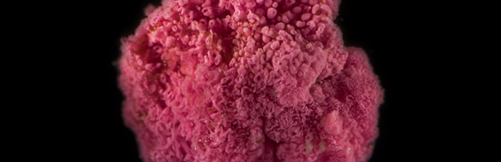 pink berry