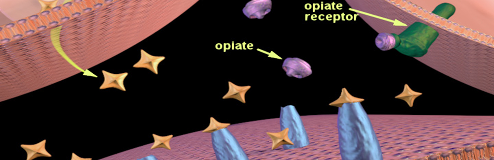 opiates binding