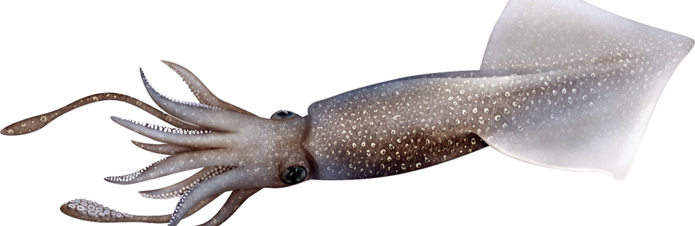 squid