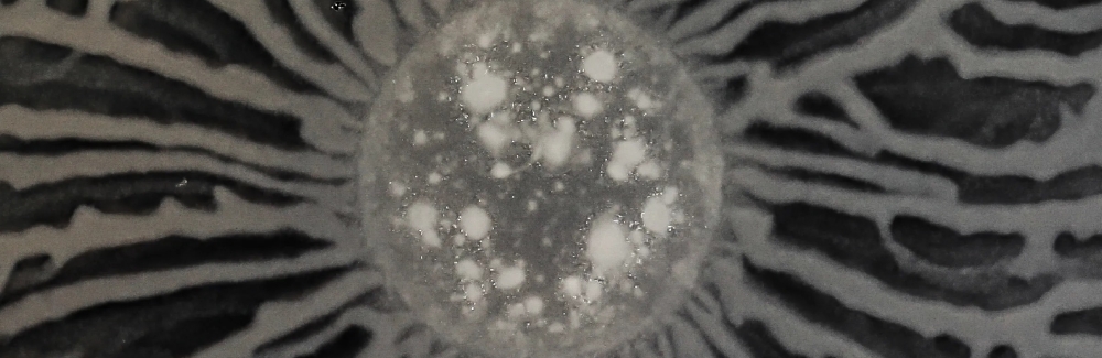 A grey-scale image of a bacterial colony that looks like the moon with grey tendrils coming out in all directions