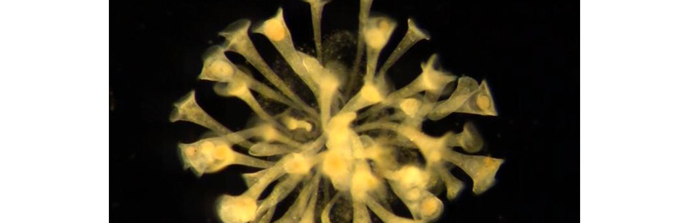 stentor colony