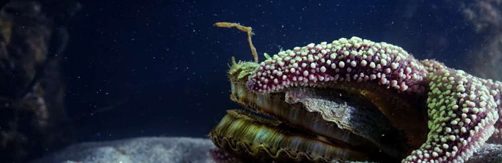 A sea star drapes its arm over a bay scallop