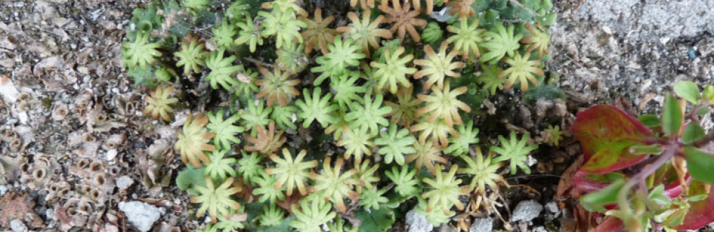 liverwort