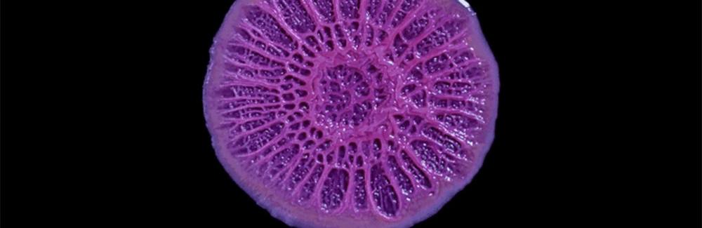 biofilm
