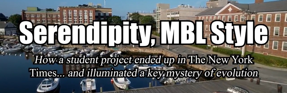 A thumbnail of a video. Drone footage of the MBL has the words "Serendipity, MBL Style" and "How a student project ended up in The New York Times... and illuminated a key mystery of evolution" over top of it