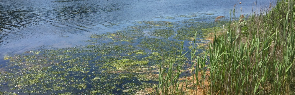 Little Pond