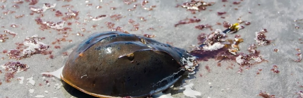 Atlantic horseshoe crab (Limulus polyphemus)