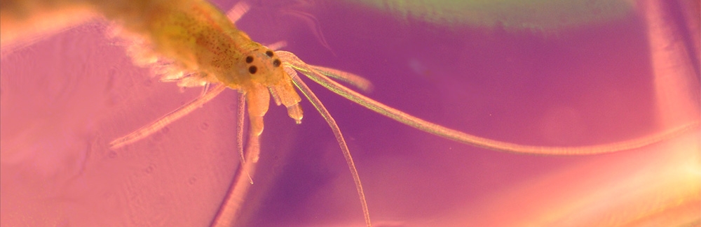 platynereis